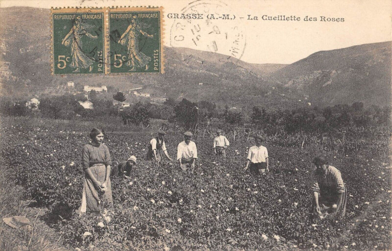 Carte postale ancienne Grasse La Cueillette Des Roses - Agriculture à Grasse