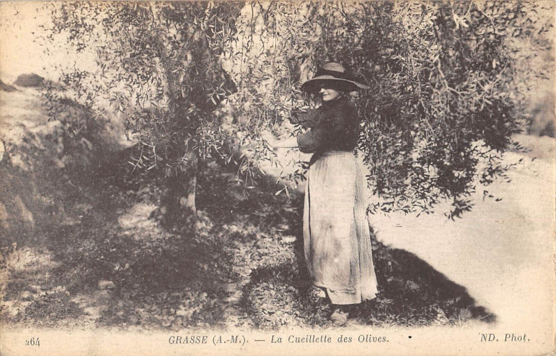 Carte postale ancienne Grasse La Cueillette Des Olives / Agriculture à Grasse