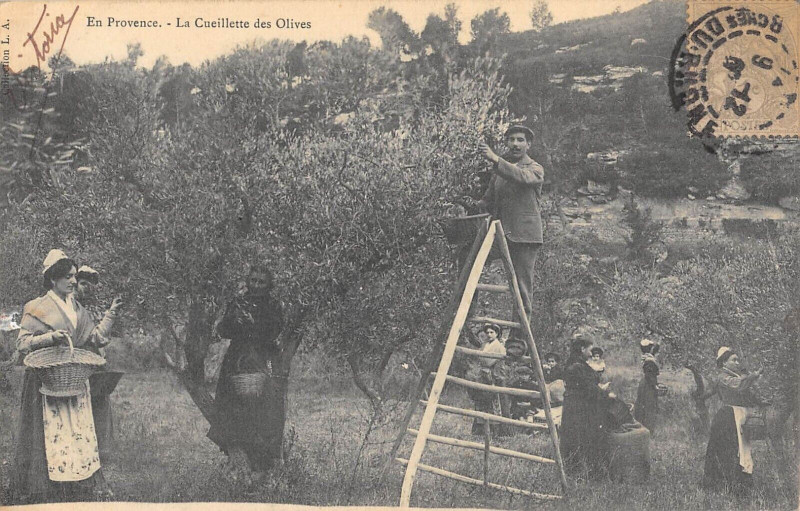 Carte postale ancienne En Provence La Cueillette Des Olives à Vence