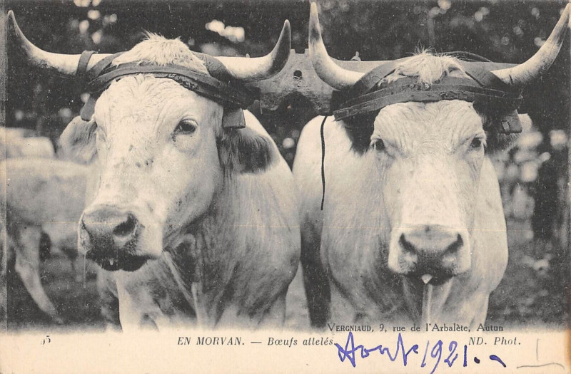 Carte postale ancienne En Morvan Boeufs Atteles / Agriculture