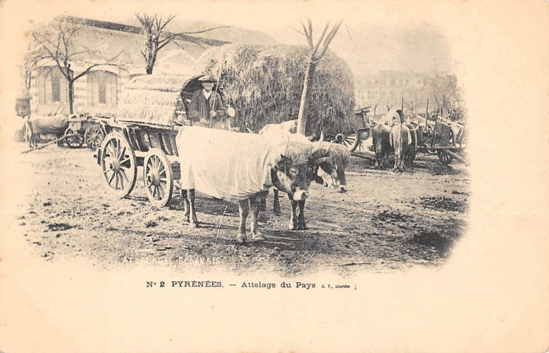 Carte postale ancienne Attelage Bearnais Pyrenees Attelage Du Pays