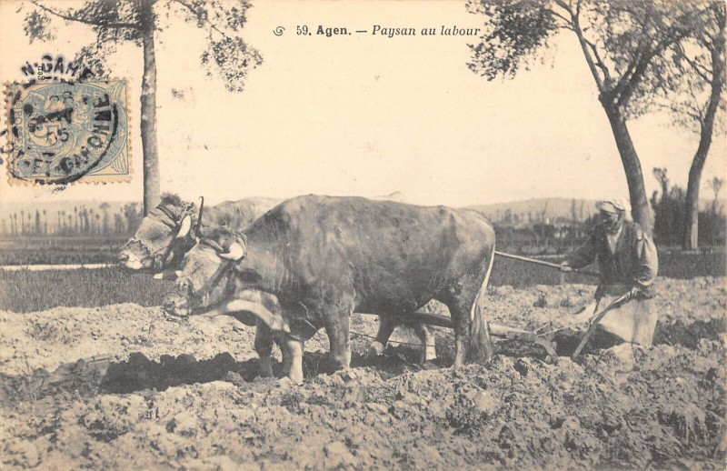 Carte postale ancienne Agen Paysan Au Labour / Agriculture à Agen