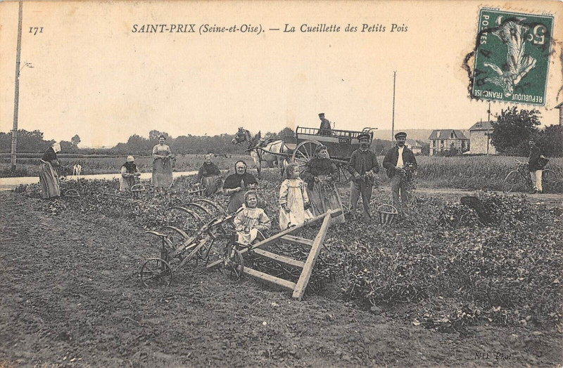 Carte postale ancienne Saint Prix La Cueillette Des Petits Pois à Saint-Prix