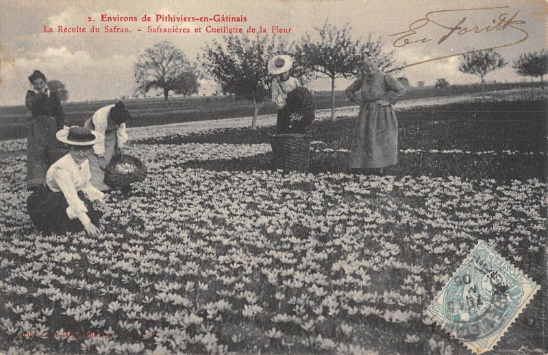 Carte postale ancienne Environs De Pithiviers En Gatinais La Recolte Du Safran Safranieres Et Cu à Pithiviers