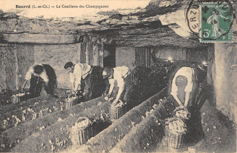 Carte postale ancienne Bourre La Cueillette Des Champignons