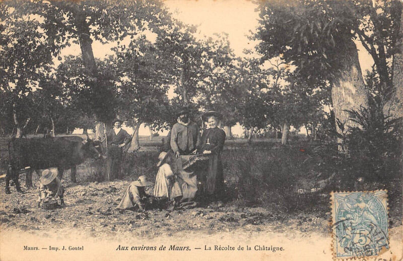Carte postale ancienne Aux Environs De Maurs La Recolte De La Chataigne à Maurs