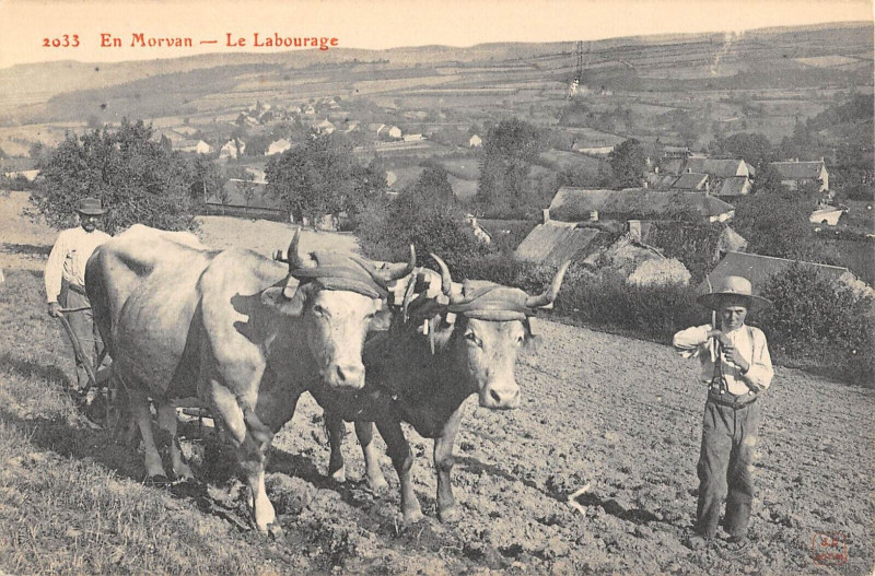 Carte postale ancienne En Morvan Le Labourage / Agriculture