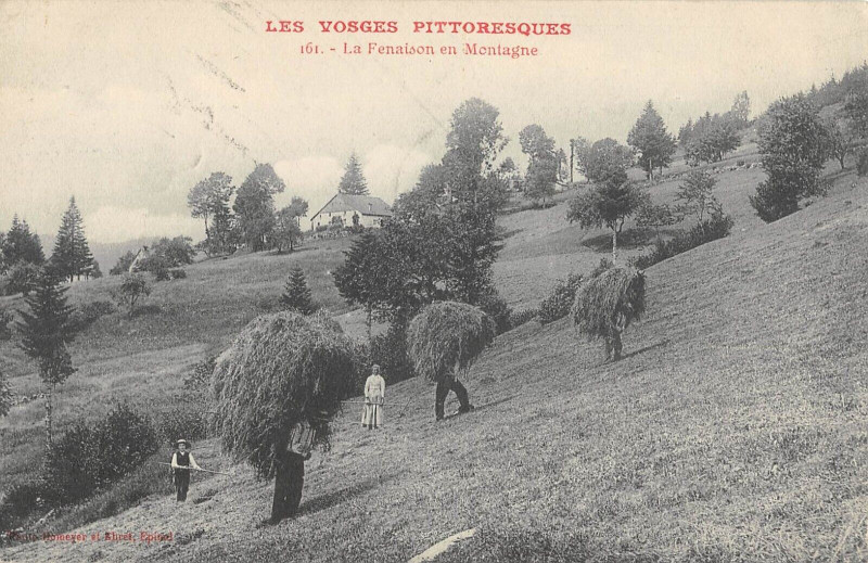 Carte postale ancienne Les Vosges Fenaison En Montagne / Agriculture