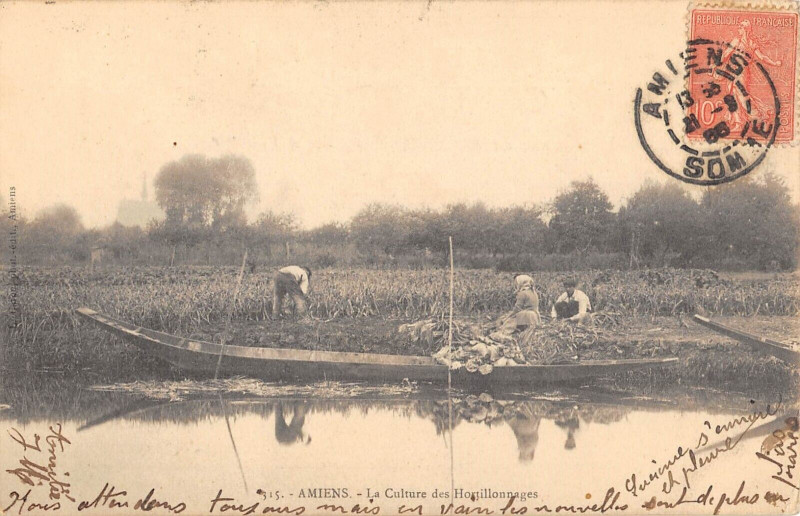Carte postale ancienne Amiens La Culture Des Hortillonnages à Amiens