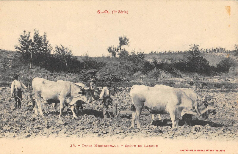 Carte postale ancienne Types Meridionaux Scene De Labour