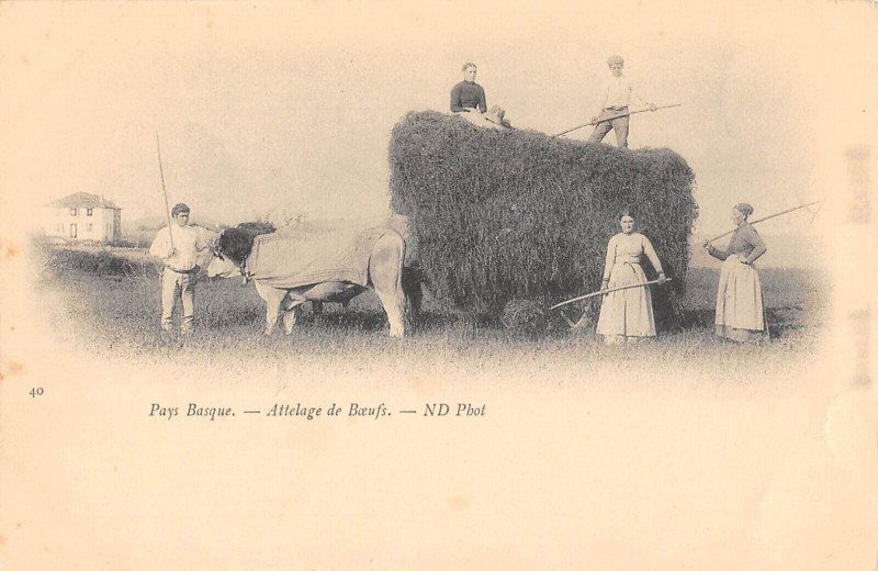 Carte postale ancienne Pays Basque Attelage De Boeufs