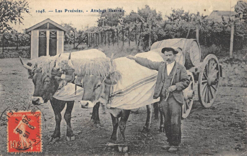 Carte postale ancienne Les Pyrenees Attlage Bearnais - Agriculture