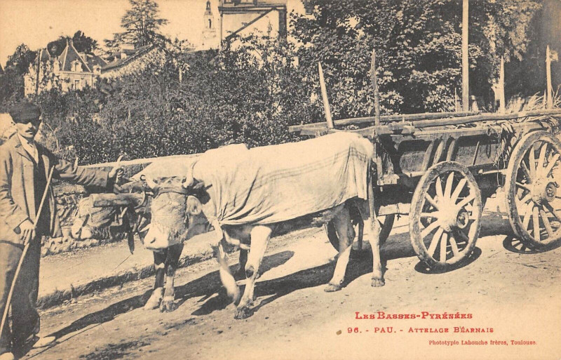 Carte postale ancienne Pau Attelage Bearnais - Agriculture à Pau
