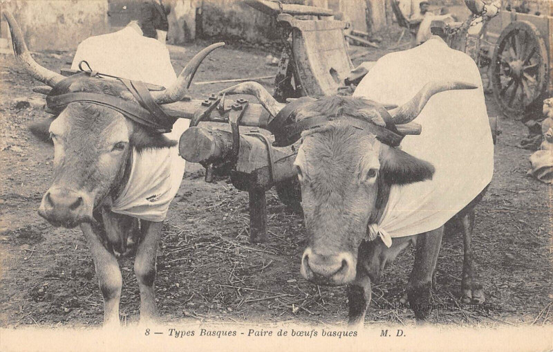 Carte postale ancienne Types Basques Paire De Boeufs Basque / Agriculture