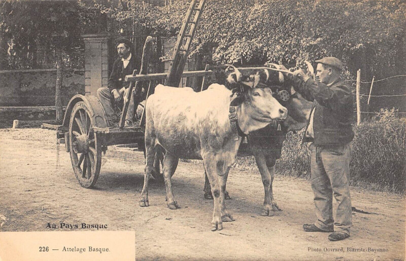 Carte postale ancienne Au Pays Basque Attelage Basque - Agriculture