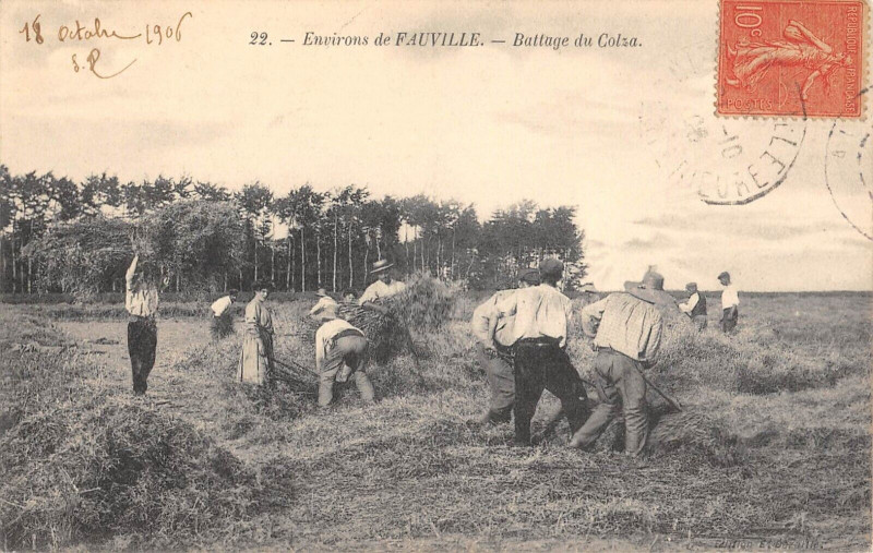 Carte postale ancienne Environs De Fauville Battage Du Colza - Agriculture à Fauville