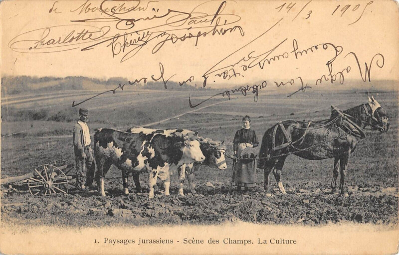 Carte postale ancienne Paysages Jurassiens Scene Des Champs La Culture / Agriculture