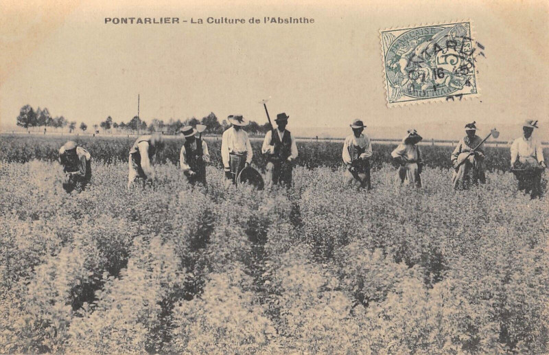 Carte postale ancienne Pontarlier La Culture De L'Absinthe à Pontarlier