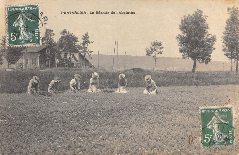 Carte postale ancienne Pontarlier La Recolte De L'Absinthe / Agriculture à Pontarlier