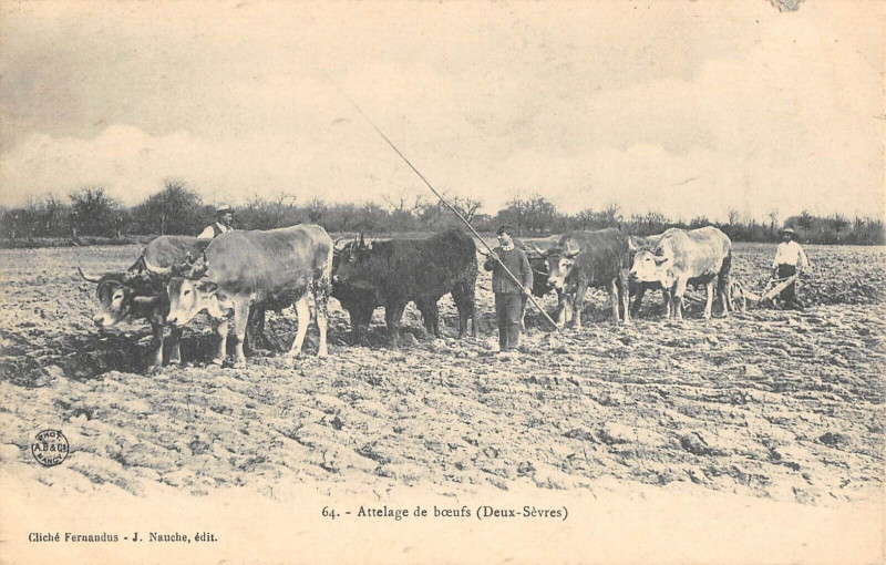 Carte postale ancienne Attelage De Boeufs Deux Sevres