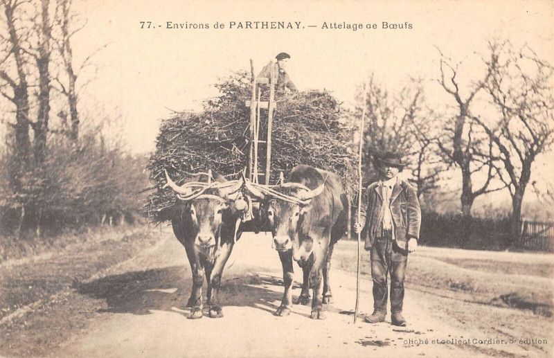 Carte postale ancienne Environs De Parthenay Attelage De Boeufs à Parthenay