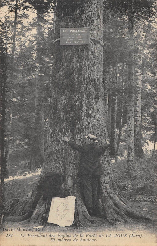 Carte postale ancienne Le President Des Sapins De La Foret De La Joux Jura - Arbre