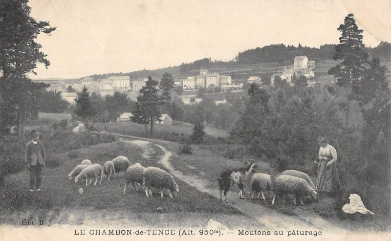 Carte postale ancienne Le Chambon De Tence Moutons Au Paturage à Tence