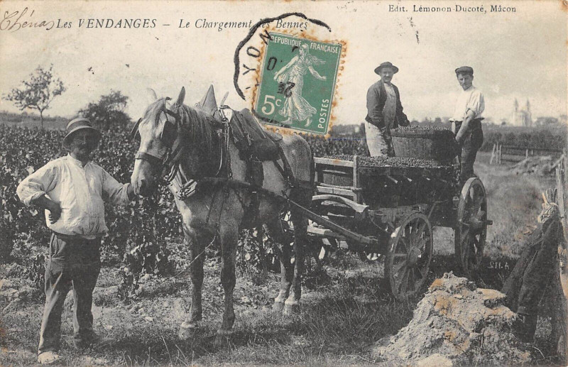 Carte postale ancienne Les Vendanges Le Chargement Des Bennes