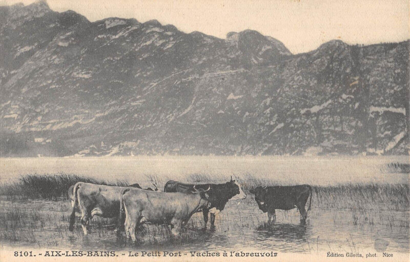 Carte postale ancienne Aix Les Bains Le Petit Port Vaches A L'Abreuvoir à Aix-les-Bains