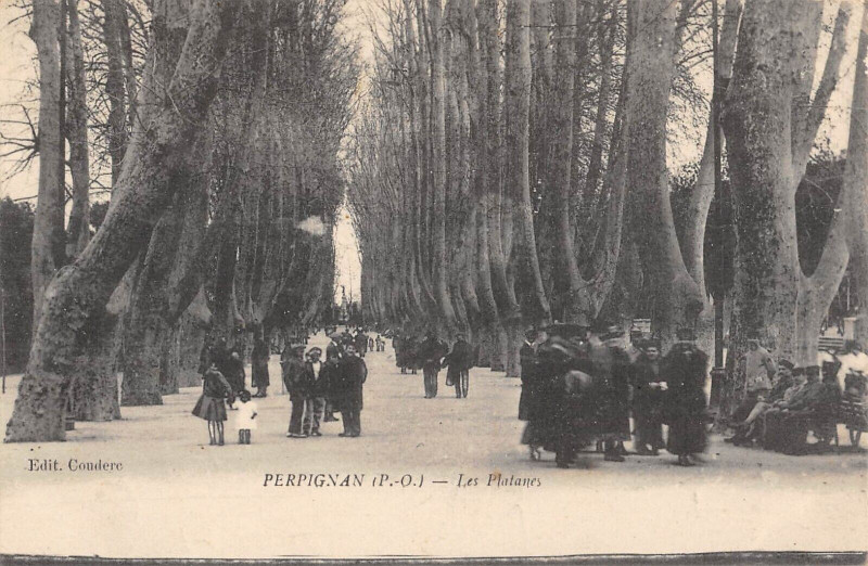 Carte postale ancienne Perpignan Les Platanes à Perpignan