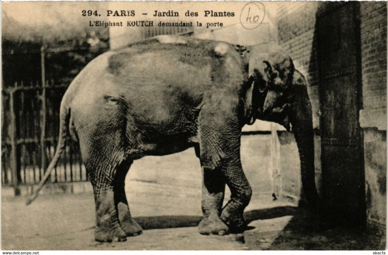 Carte postale ancienne Paris (5e) Jardin des Plantes L'Elephant Koutch demandant la porte à Paris 5e