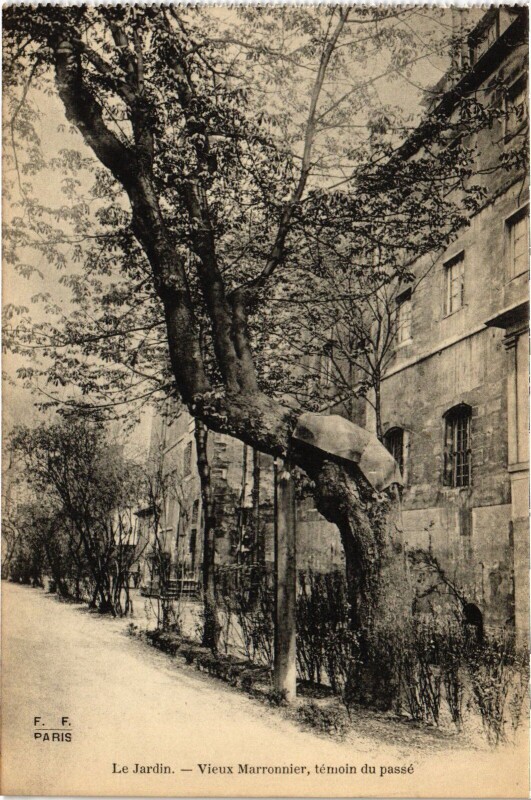 Carte postale ancienne Le Jardin - Vieux Marronnier, témoin du passé à Paris 6e