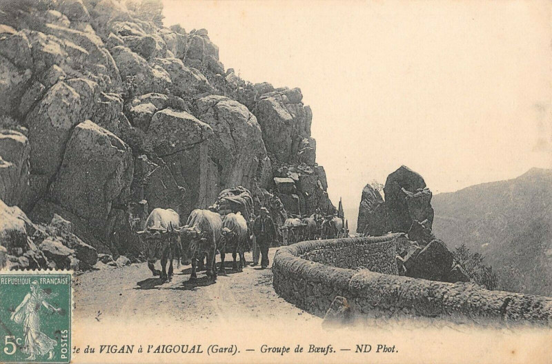 Carte postale ancienne Route Du Vigan A L'Aigoual Groupe De Boeufs
