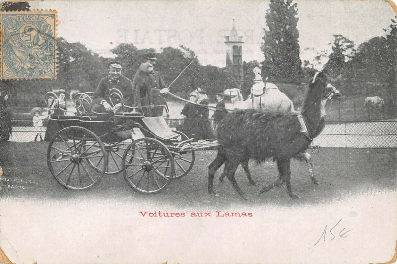 Carte postale ancienne La Voiture aux Lamas - Jardin Zoologique d'Acclimatation de Paris à Neuilly-sur-Seine