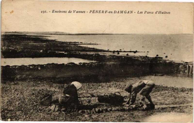 Carte postale ancienne Env. de Vannes - Penerf-en-Damgan - Les Pacs d'Huitres à Damgan
