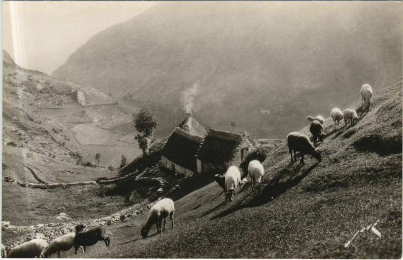 Carte postale ancienne Terroir Pyreneen - Paturage en Haute Montagne à Mont