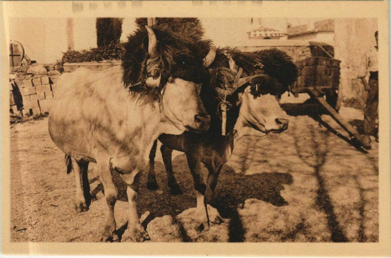 Carte postale ancienne Attelage Basque