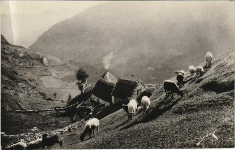 Carte postale ancienne Terroir Pyreneen - Paturage en Haute Montagne à Mont