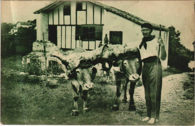 Carte postale ancienne Pays Basque - Les Boeufs Coiffes