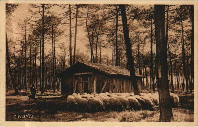 Carte postale ancienne La Foret Landaise - Les Paysages d'Art d'E. Vignes à Vignes