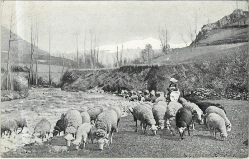 Carte postale ancienne Landscape with Lambs