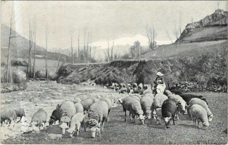 Carte postale ancienne Landscape with Lambs