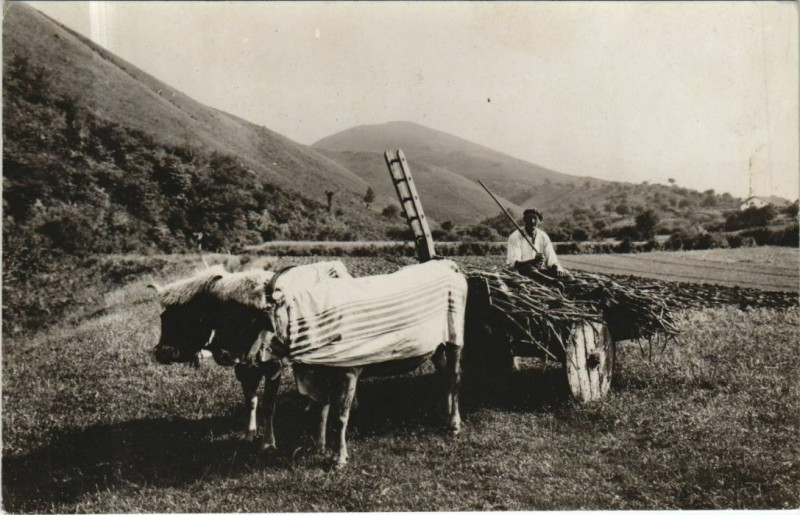 Carte postale ancienne Attelage Basque