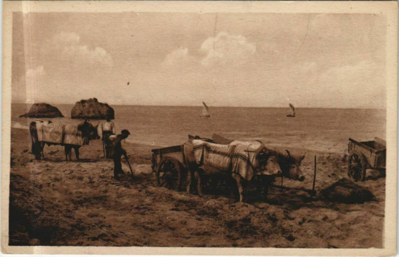 Carte postale ancienne Types Basques - Attelages Basques au Bord de la Mer