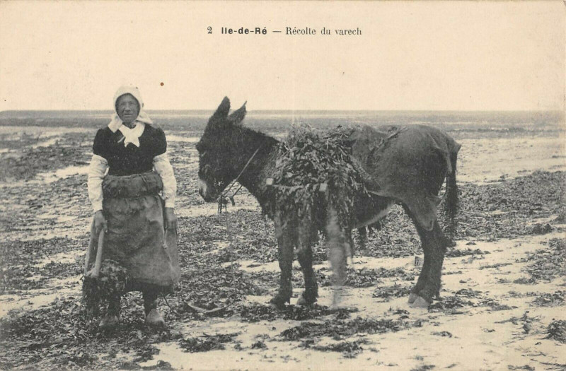 Carte postale ancienne Ile De Re Recolte Du Varech