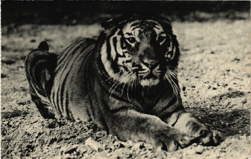 Carte postale ancienne Paris 12e-Parc Zoologique-Un Tigre du Bengale à Paris 12e