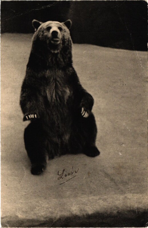 Carte postale ancienne Paris 12e-Parc Zoologique-Un Ours Grizzly à Paris 12e