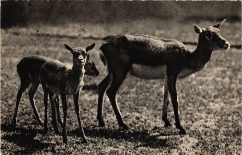 Carte postale ancienne Paris 12e-Parc Zoologique-Un groupe de Gazelles de l'Inde à Paris 12e
