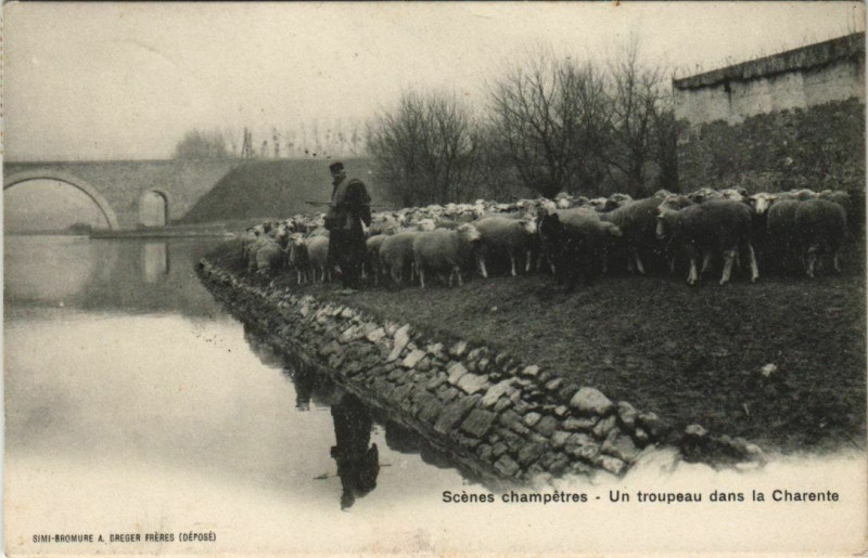 Carte postale ancienne Scenes Champetres - Un Troupeau dams la Charente