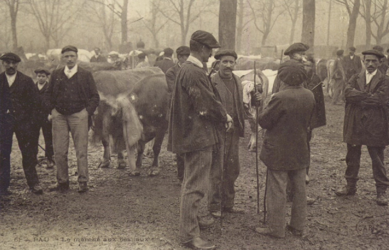 Carte postale ancienne Pau Le marché aux bestiaux